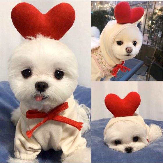 Cosplay Pet Clothes for Dogs & Cats, Autumn Winter Apparel for Small Medium Dogs, Teddy & French Bulldog